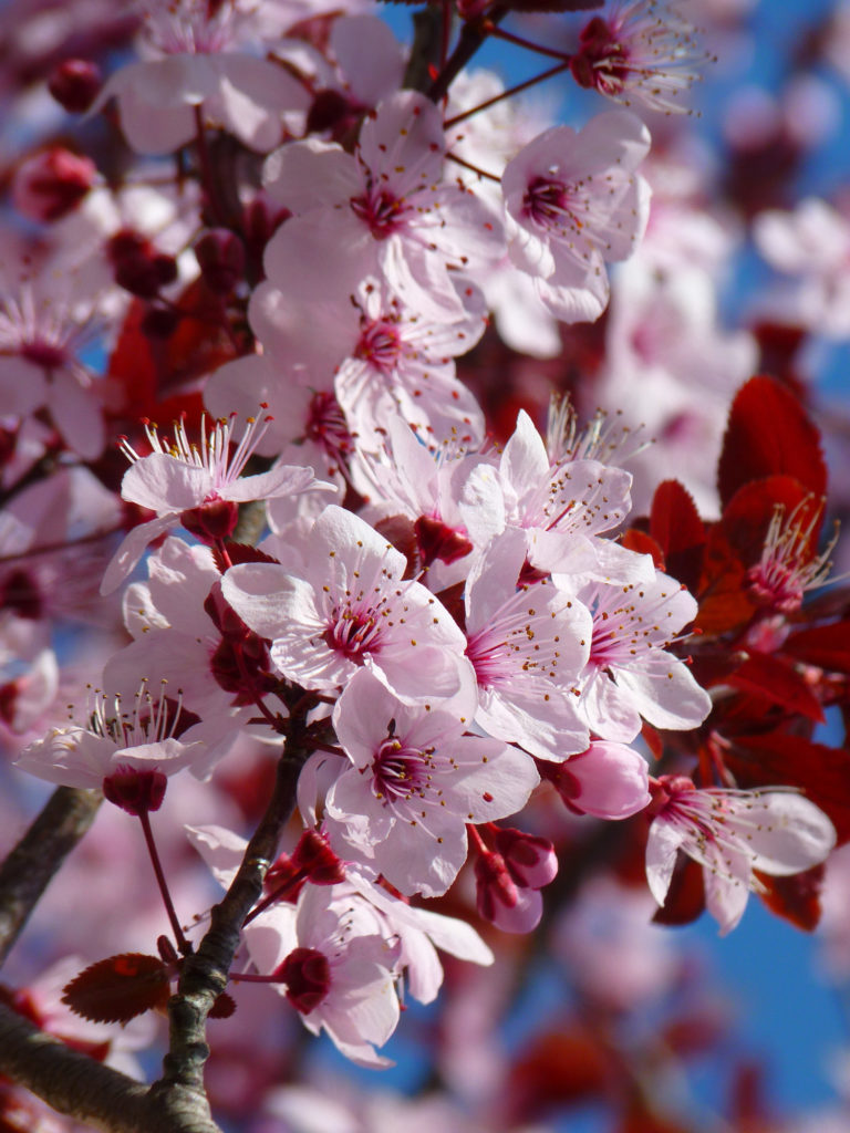 Über WaenaYoga - der innere Garten - Kirschblüte